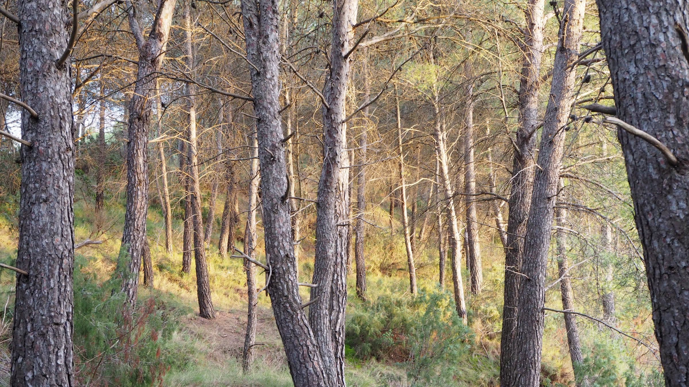 Bosc de pins de l'Anoia on transcorre la cursa